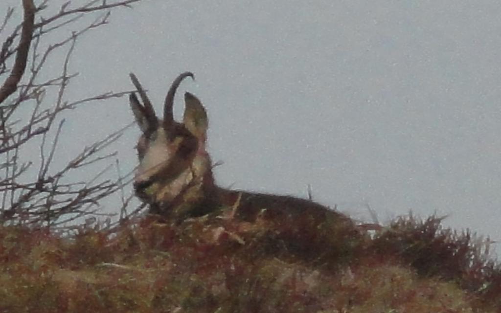 Les Chantenées La Bresse Esterno foto